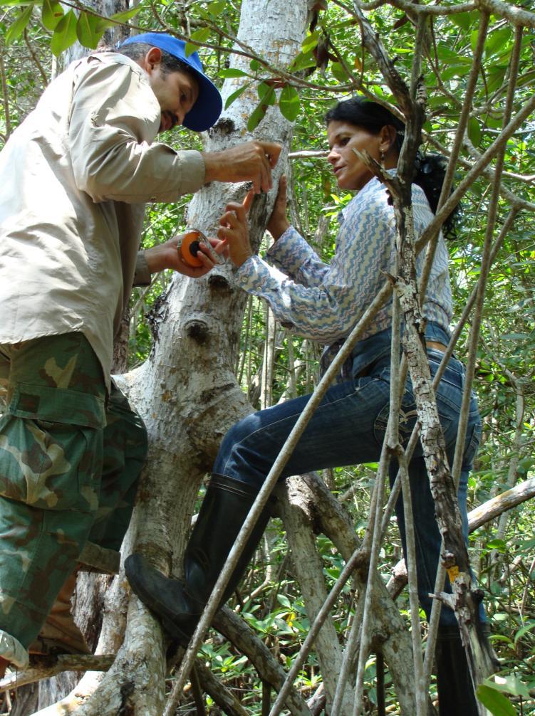 Lecciones Aprendidas Alto grado de compromiso de los participantes. Se han logrado establecer en todas las áreas comprometidas el monitoreo de manglar.