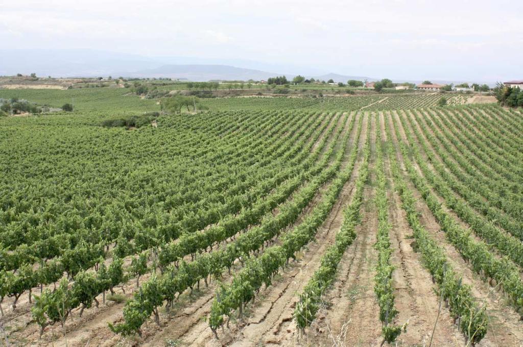 PUJANZA HADO 2011 Vineyards: Own vineyards at 600 m. (2.000 ft.) of altitude. Clay-limestone soil. Grape Variety: TEMPRANILLO. Harvest: 1st October fortnight.