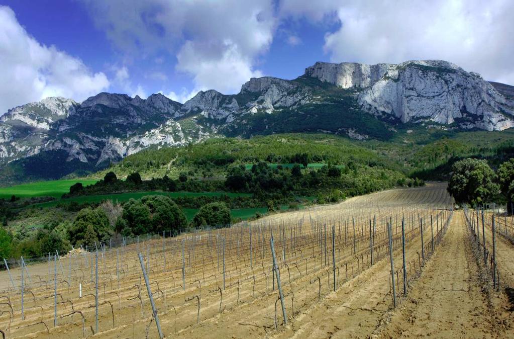 PUJANZA NORTE 2011 Vineyard: FINCA NORTE Features: Own vineyard located at 720 m. (2.200 ft.) of altitude with 2,7 has. (6,3 acres). Clay-limestone soil with a calcareous stone level (50 cm. (1ft.