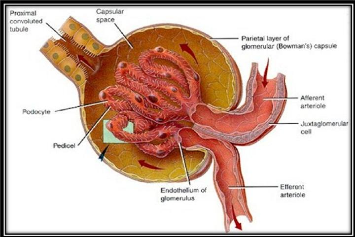 El glomérulo Arteriola