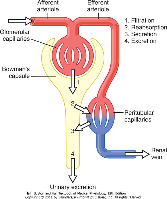urinaria = Filtración glomerular +