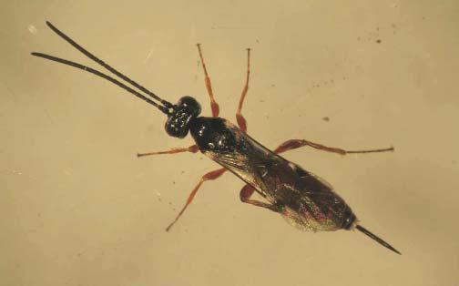 Mastrus ridibundus (Hymenoptera: Ichneumonidae) Es un parasitoide de carpocapsa oriundo de Asia Central, que se desarrolla en la larva diapausante dentro del capullo (Figura