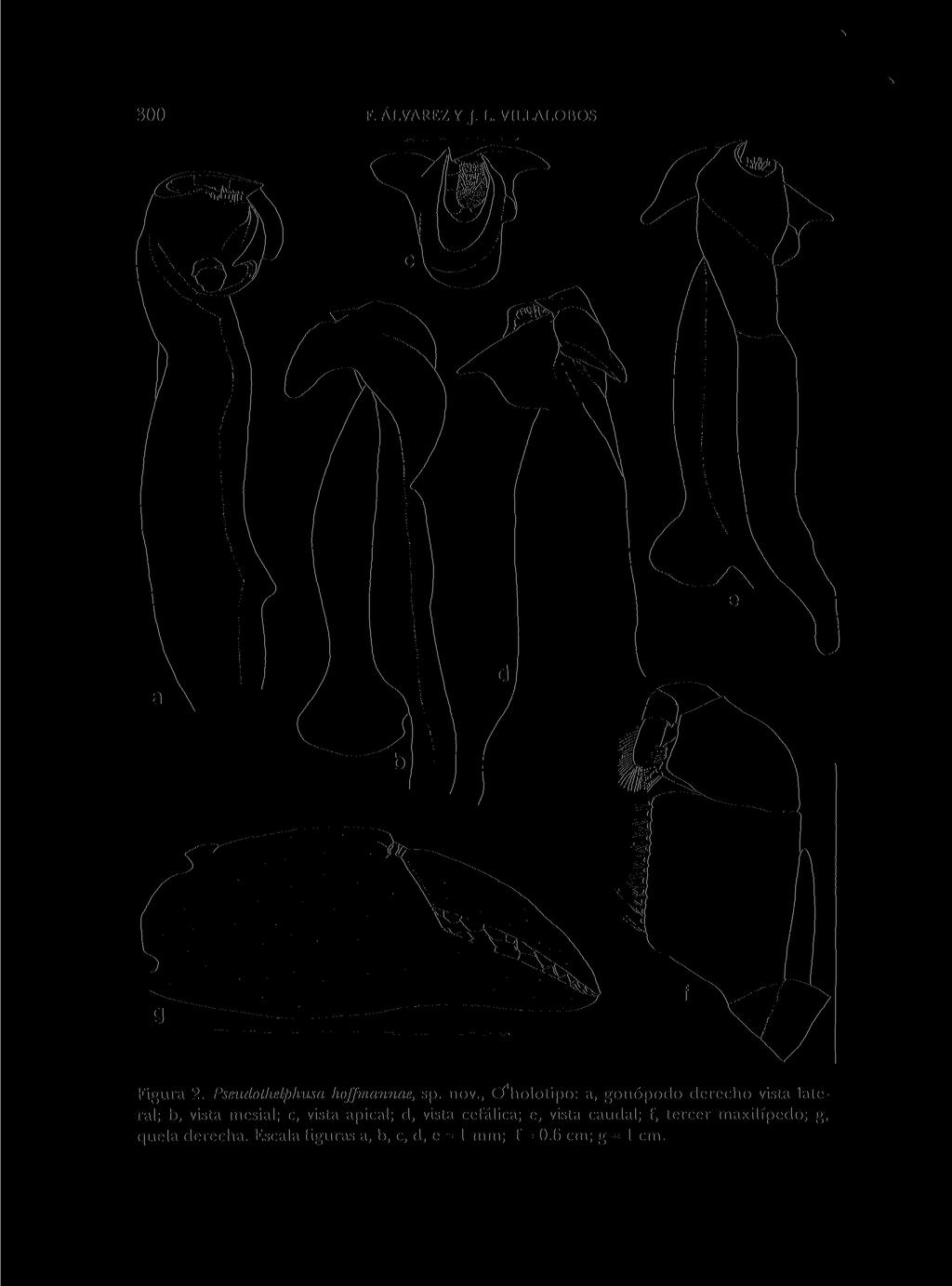 300 F. ALVAREZ Y J. L. VILLALOBOS Figura 2. Pseudothelphusa hoffrnannae, sp. nov.