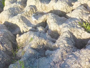 Los sedimentos refulados se colocaron en las márgenes produciendo así albardones que elevan el nivel de desborde