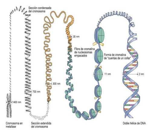 Célula eucarionte Presentan moléculas de ADN lineal, asociadas a proteínas