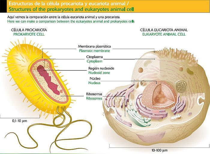 Todos los seres vivos están constituidos por células. Estos seres vivos pueden ser Unicelulares o Pluricelulares.