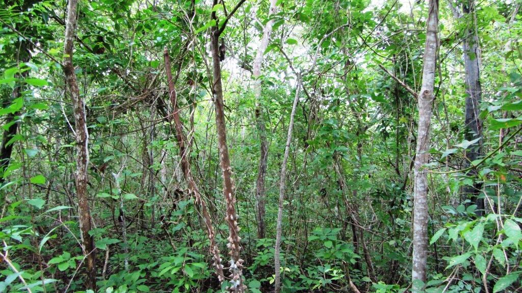 Restauración en tierras con cobertura arbórea La reducción de la competencia Para facilitar el crecimiento de ciertas especies en el sotobosque,