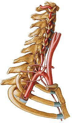 Ramas colaterales: 1.- Arteria vertebral. 2.- Arteria mamaria interna. 3.