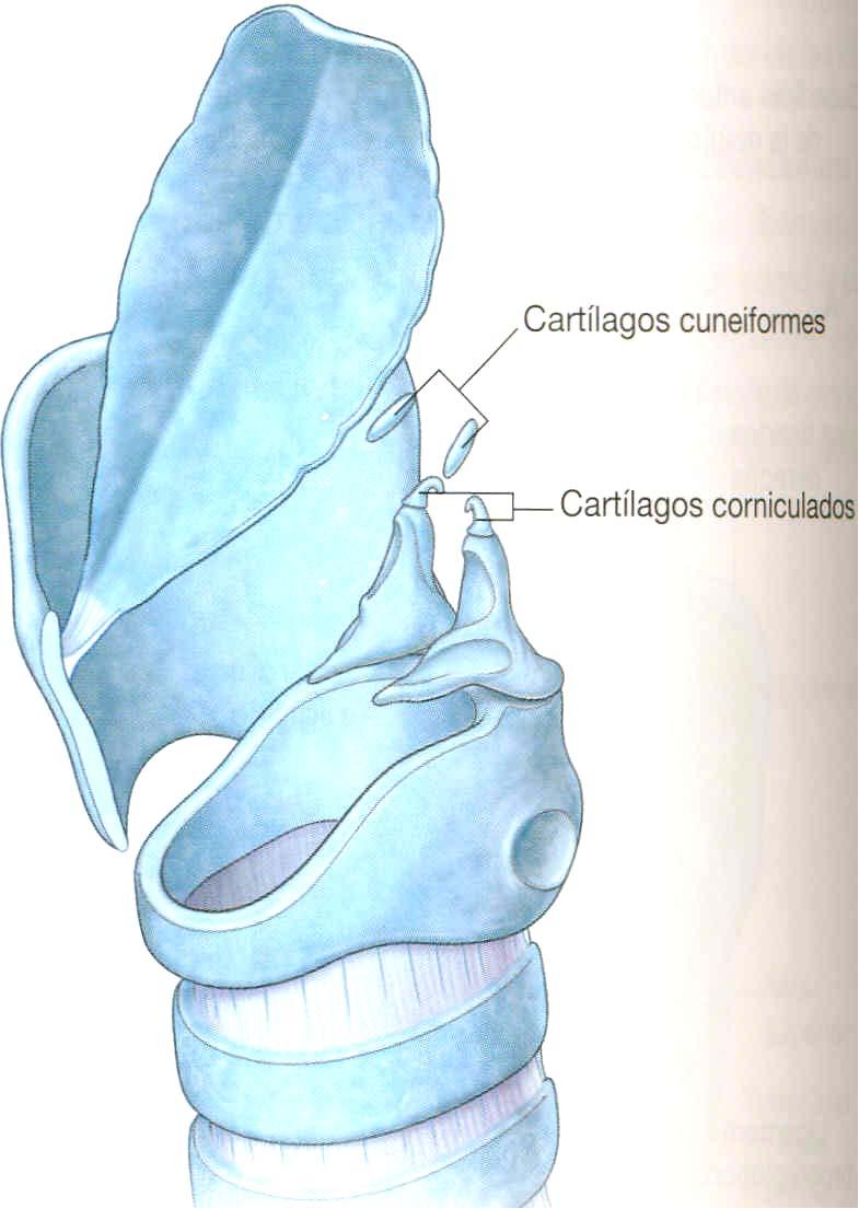 CARTÍLAGOS CUNEIFORMES (Morgagni o de Wrisberg) Son nódulos cartilaginosos que se