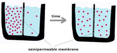 TRANSPORTE PASIVO Difusión Movimiento de moléculas o iones desde un área de mayor a menor [ ] a través de una membrana selectivamente permeable Ejemplo:
