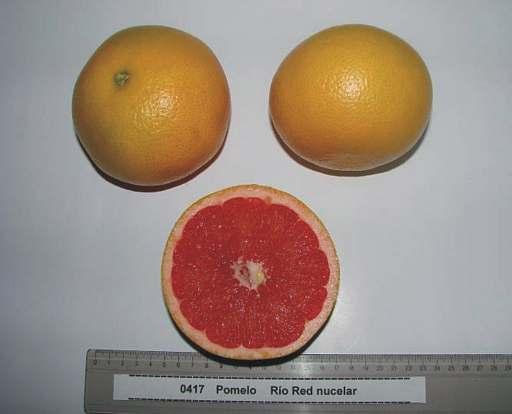 RIO RED NUCELAR - CCC Nº 0417 Mutación de Red Blush. USDA, Florida. Vigor: Mediano. Hábito de crecimiento: Globoso.