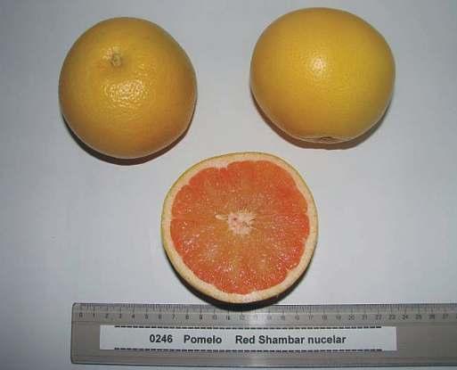RED SHAMBAR - CCC Nº 0246 Mutación de Marsh Seedless en Corona, California en 1936. Vivero W&N, California. Vigor: Bajo. Hábito de crecimiento: Semi erecto.