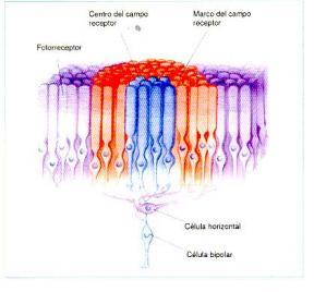 La retina esta conformada por diversas capas de
