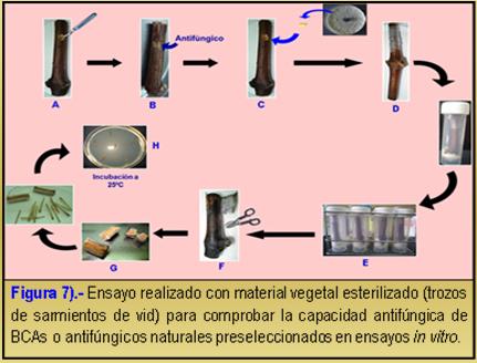 Tarea 1.2).- Selección de los BCAs para controlar el desarrollo de hongos fitopatógenos en material vegetal esterilizado Clon Frecuencias (%) de aislamiento de D.