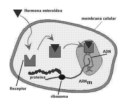 se unen a las moléculas receptoras de tipo proteico que se encuentran en el citoplasma.