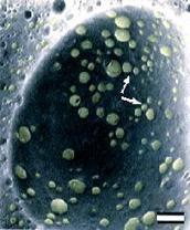 superficie (m 2 ) Glóbulos grasos Burbujas de aire
