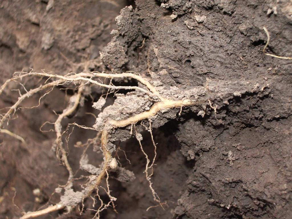 7 mo Paso Observación de raíces Período reproductivo del cultivo
