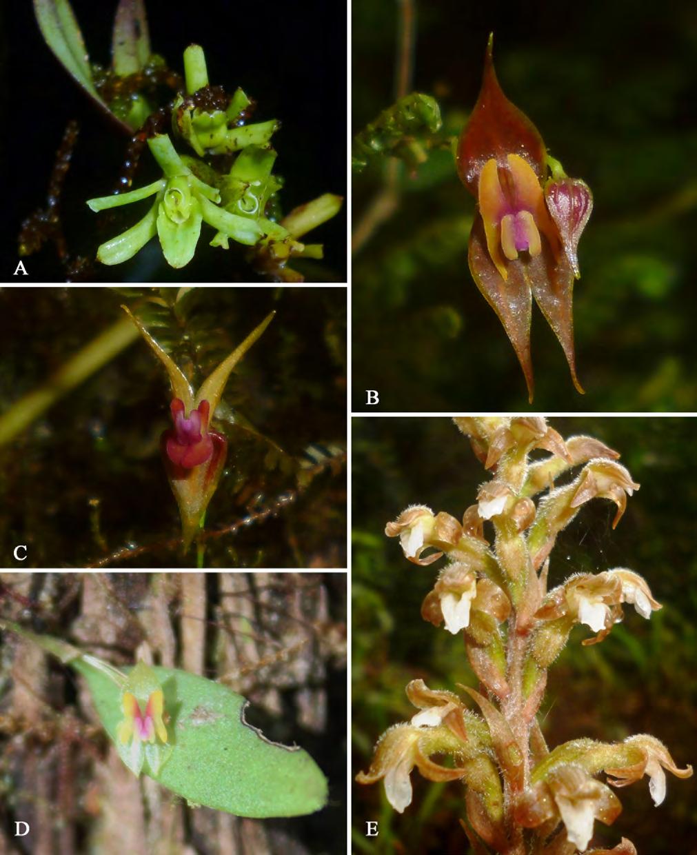 Nuevos registros de flora para Honduras Figura 4. Nuevo registros para la flora de Honduras. A. Epidendrum santaclarense; B.