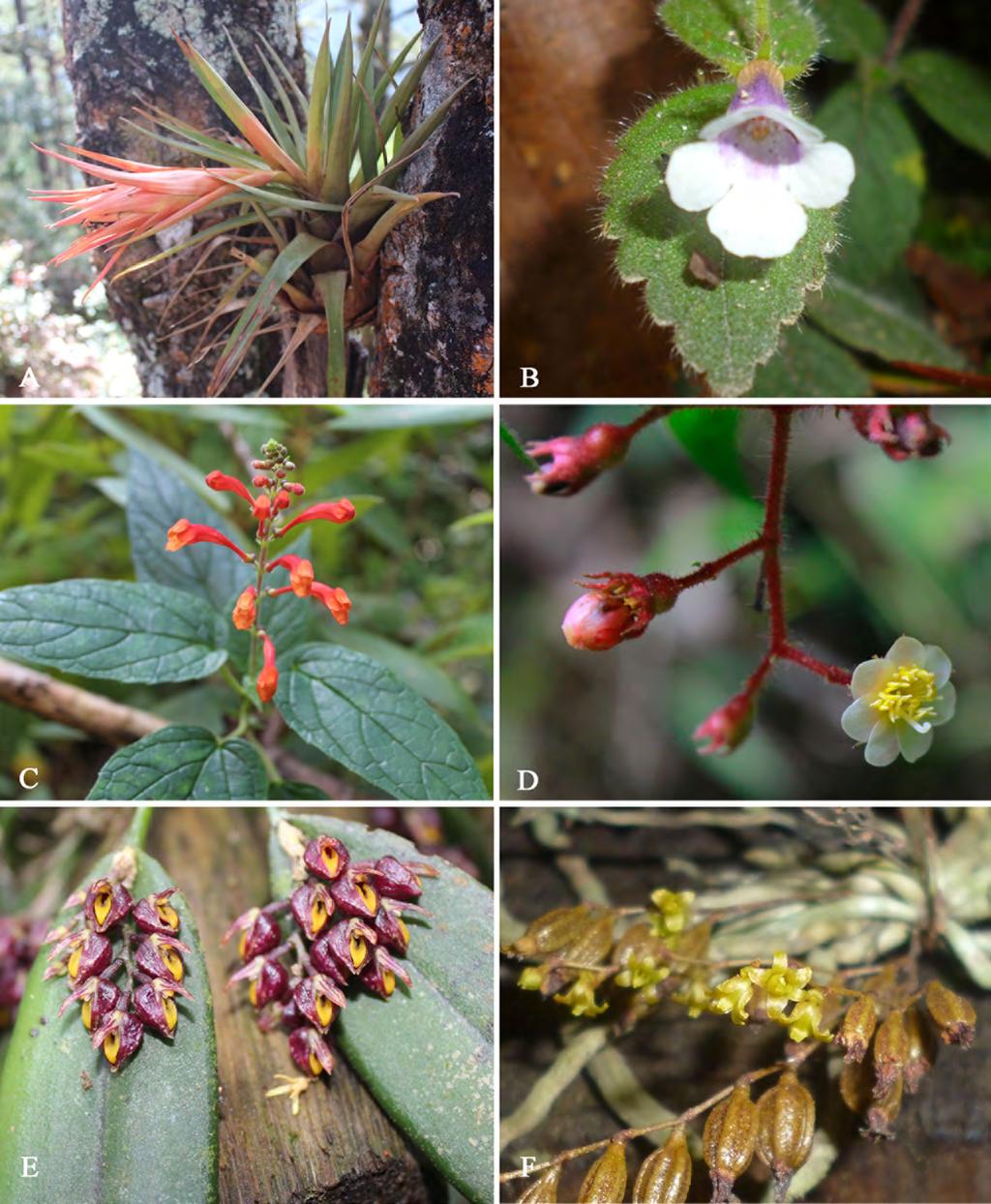 Nuevos registros de flora para Honduras Figura 1. Nuevo registros para la flora de Honduras. A. Tillandsia matudae (Bromeliaceae); B. Diastema affine (Gesneriaceae); C.
