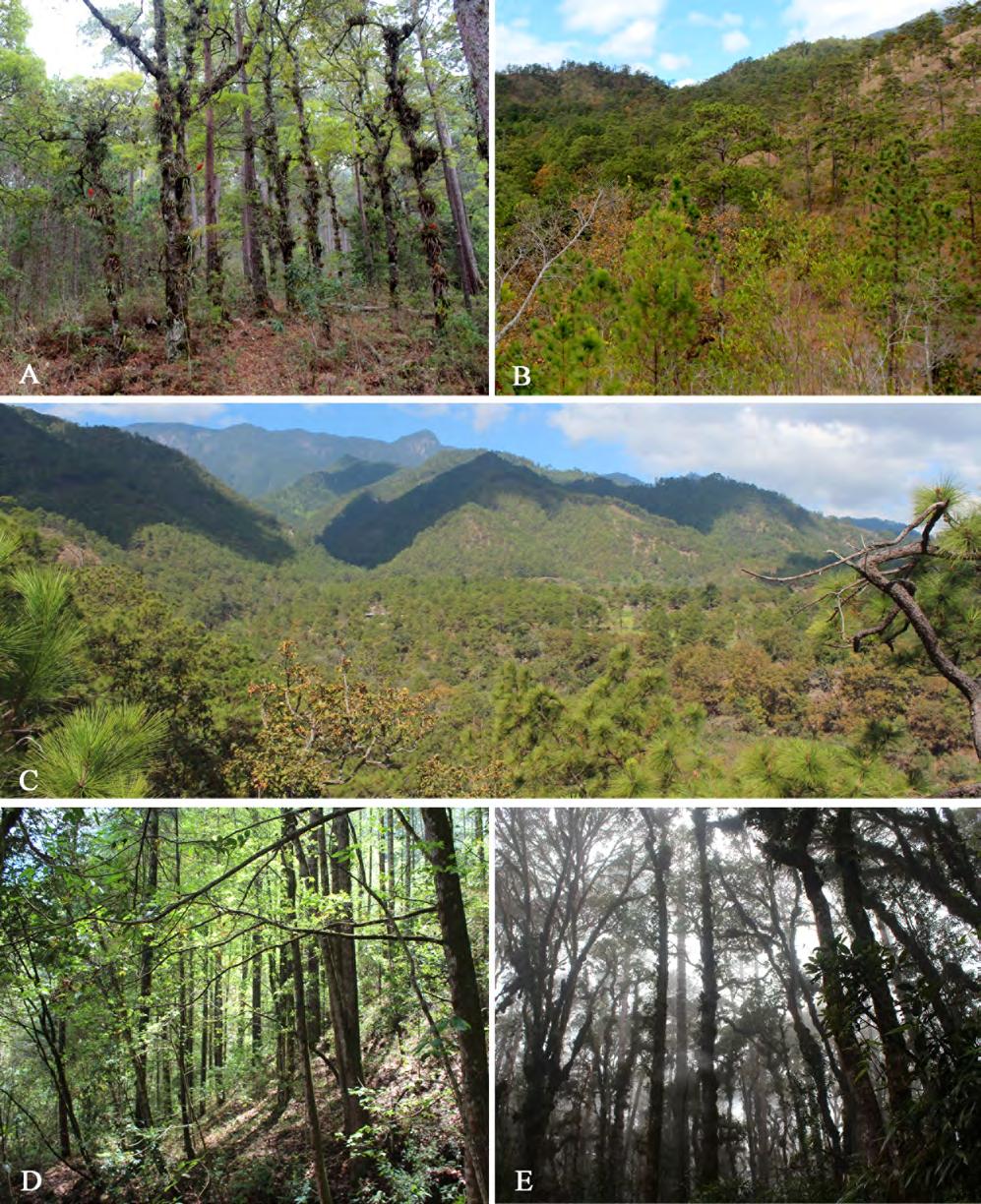 Nuevos registros de flora para Honduras Figura 3. Hábitats donde crecen los nuevos registros para la flora de Honduras y dentro del Parque Nacional Montaña Celaque. A.