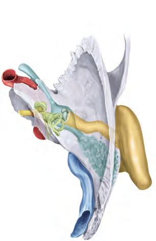 Trompa auditiva A. carótida interna Cóclea N. facial N. coclear N.