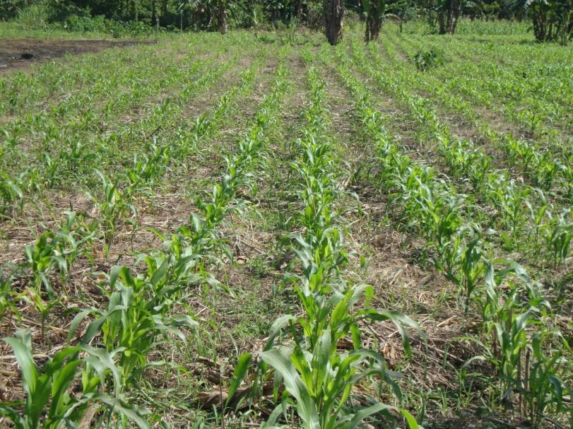 h. Fases fenológicas del cultivo de maíz en las 4 regiones del país en enero de 2011 Región Norte Parcela de milpa propiedad del señor Roberto Choc, ubicada en la comunidad El Afán, municipio de