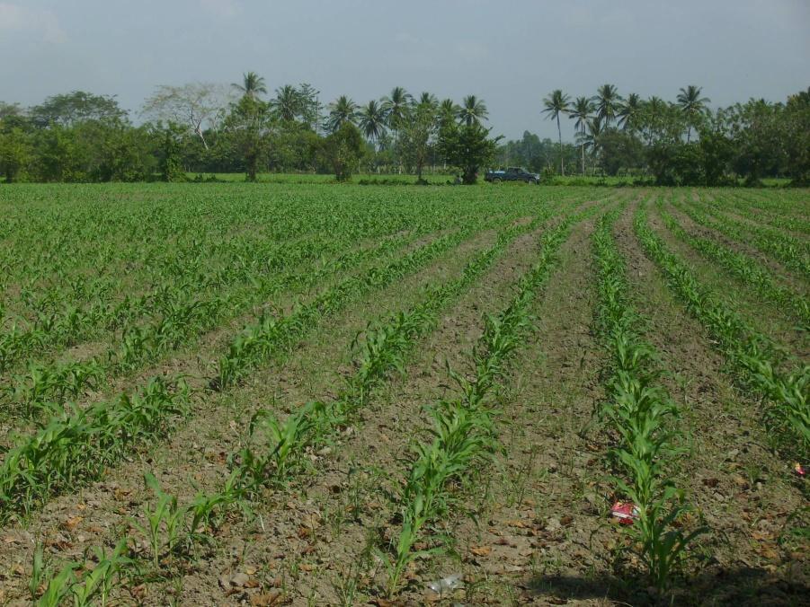 El cultivo de maíz se encuentra en la fase fenológica de crecimiento I, en su etapa de desarrollo V6 en esta etapa es posible observar fácilmente el cuello de la hoja número 6.