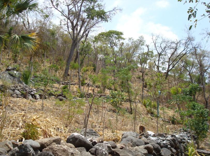Región Oriente En la foto de la izquierda se observa la parcela de milpa ubicada en la comunidad de Puerta de Golpe, municipio de San Agustín Acasguastlán, El Progreso.