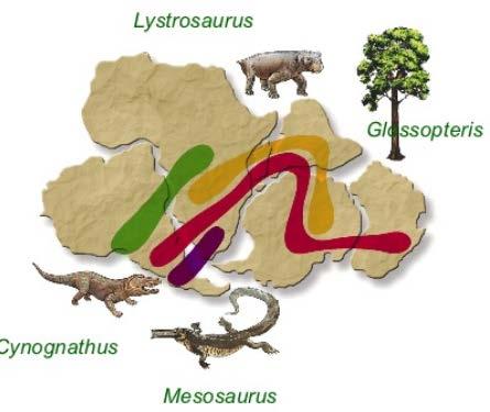 LOS ARGUMENTOS DE WEGENER -Pruebas Paleontológicas: Existen varios ejemplos de fósiles de organismos idénticos que se han encontrado en lugares que hoy distan miles de kilómetros, como en