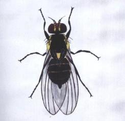 Mosca minadora de la papa Liriomyza huidobrensis es una de las tres plagas más nocivas en el Carchi.
