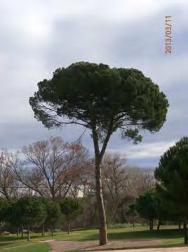 FECHA: 06/10/2014 Nº IDENTIFICACIÓN: 7 NOMBRE CIENTÍFICO: Pinus pinea Pino piñonero Especie y tamaño