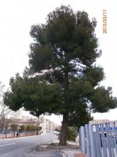 879 Y Es el pino carrrasco de mayor porte de la ciudad de Logroño. Se encuentra situado en la margen derecha de Avda.
