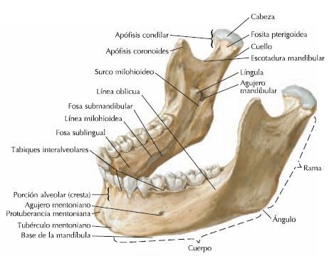 2) Escotadura mandibular que establece comunicación entre la región cigomática y maseterina.