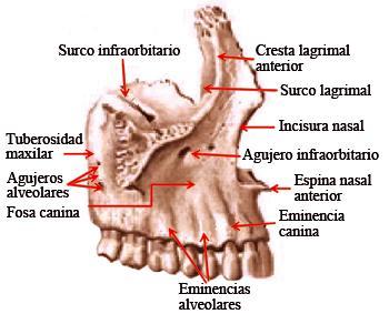 Vista lateral: Sobre la implantación de los incisivos se encuentra la fosa canina y hacia posterior se encuentra la eminencia canina.