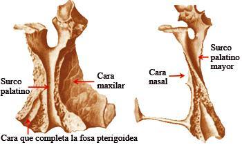 Vista lateral: Sirve de inserción para los músculos maseteros y cigomáticos. Presenta la terminación del agujero cigomatofacial.