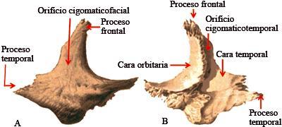 Hacia arriba destaca la apófisis frontal del cigomático que se articula hacia superior con el hueso frontal, hacia medial con el ala mayor del esfenoides y hacia inferior con el hueso maxilar.