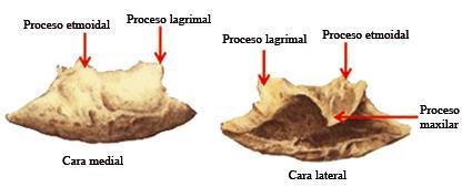 CORNETE NASAL INFERIOR Presenta 2 caras, 2 bordes y extremos. 1. Cara medial: convexa y orientada al tabique nasal. 2. Cara lateral: cóncava, forma la pared medial del meato inferior 3.