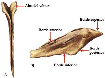 En su parte anterior presenta la apófisis lagrimal que se articula con el hueso lagrimal y con los bordes del surco lagrimal del maxilar.