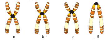 Cromosoma: Son estructuras en las que se organiza el ADN unido a proteínas (histonas), y se encuentran en el núcleo de la células eucariontes.