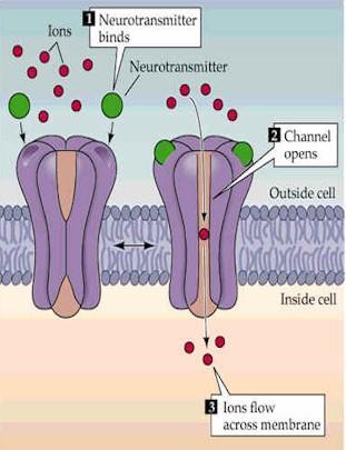 Canales iónicos: son proteínas que forman canales o poros.