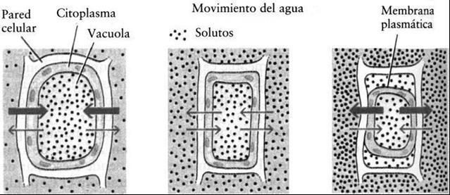 Osmosis en la célula vegetal