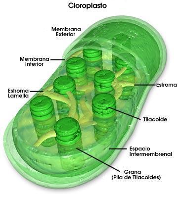 2. Cloroplastos: Se encuentran en las células de las plantas y algas, pero no en animales ni