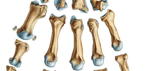 Macizo óseo carpiano: El resumen los ocho huesos del carpo forman en su conjunto un macizo óseo que en su cara anterior presenta un canal denominado canal del carpo por donde discurren el nervio