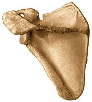 Además presenta el tubérculo deltoideo, para inserción de fibras tendinosas del deltoides La espina se continúa con una ancha apófisis: El Acromion: Es aplanado en sentido inverso a la espina