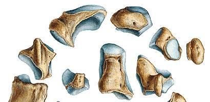 - Está formado por ocho huesos cortos, dispuesto en dos filas: Superior, formada por: Escafoides, semilunar, piramidal y pisiforme Inferior, formada por: Trapecio, trapezoide,