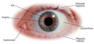 Las partes que protegen el ojo Las pestañas y las cejas ayudan a mantener el sudor y el polvo fuera de los ojos.