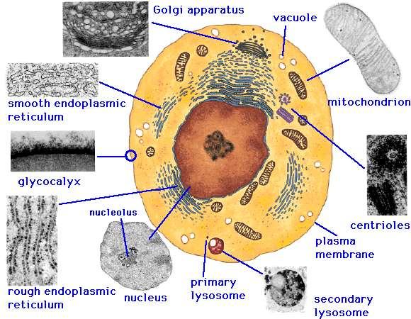 MICROSCOPIA ELECTRONICA de una Célula Aparato de Golgi Vacuola Retículo endoplásmico