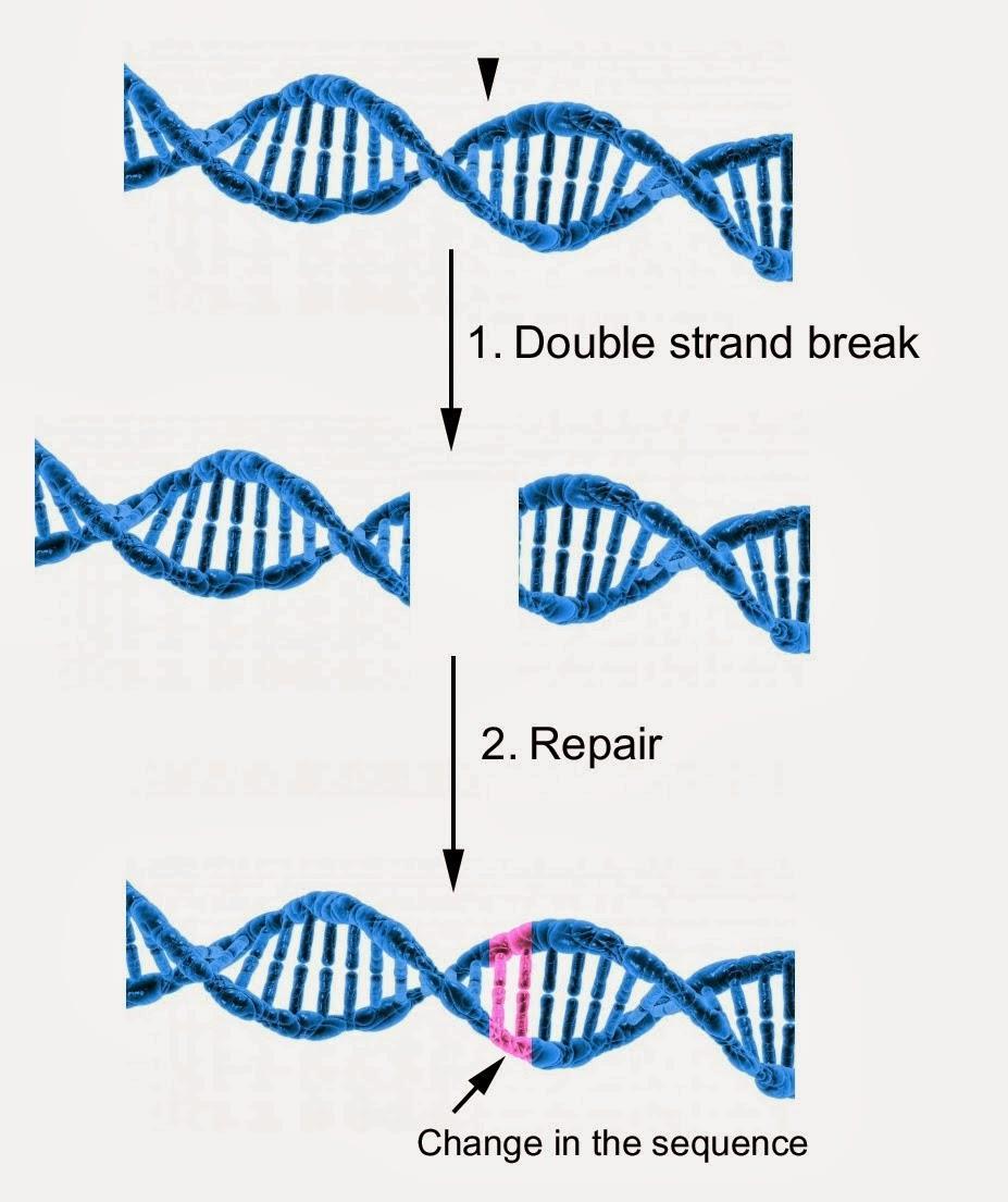 EN GENERAL: Se realiza a partir del corte del ADN en ambas cadenas en secuencias específicas y