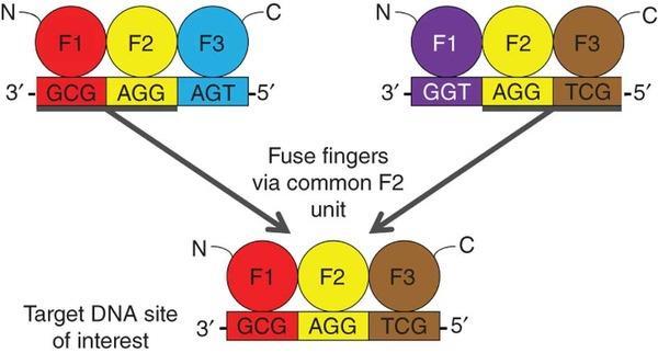 ZFNS O ZN Las nucleasas de dedos de Zinc se componen de dos partes: 1) Los dedos de Zinc