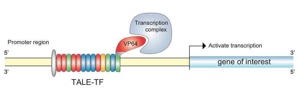 TRANSCRIPTION ACTVATOR LIKE EFFECTORS Son sistemas originalmente caracterizados en Xantomonas en donde las proteínas